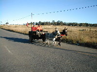 Image of donkeysmall.jpg