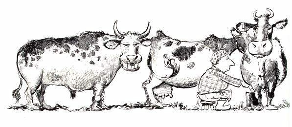 Image of bull.jpg