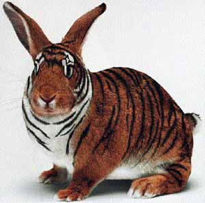 Image of tigerbunny.jpg